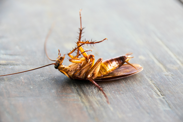 dead cockroach