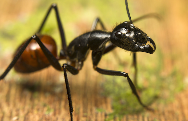 ant infestation