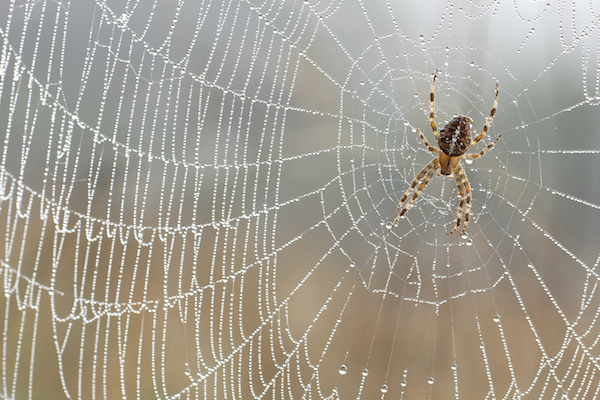 spider removal